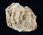 Acroycathus foliformis ORBIGNY 1849 - Bild © FossNet FossilienStore